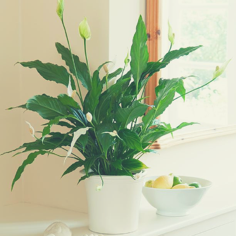 Home Hack: Purify your air with a ammonia-absorbing plant!