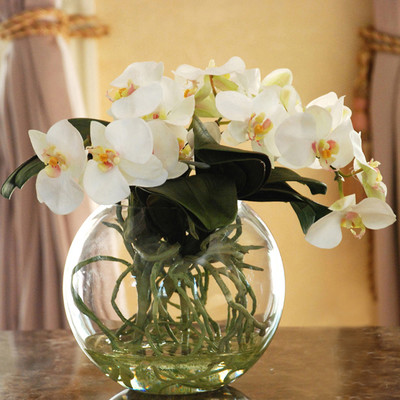 Jane-Seymour-Botanicals-Orchid-Phalaenopsis-with-Vase-JSWP44317N-WH