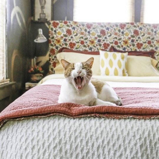 6 Tips For Styling A Pet-Friendly Pad