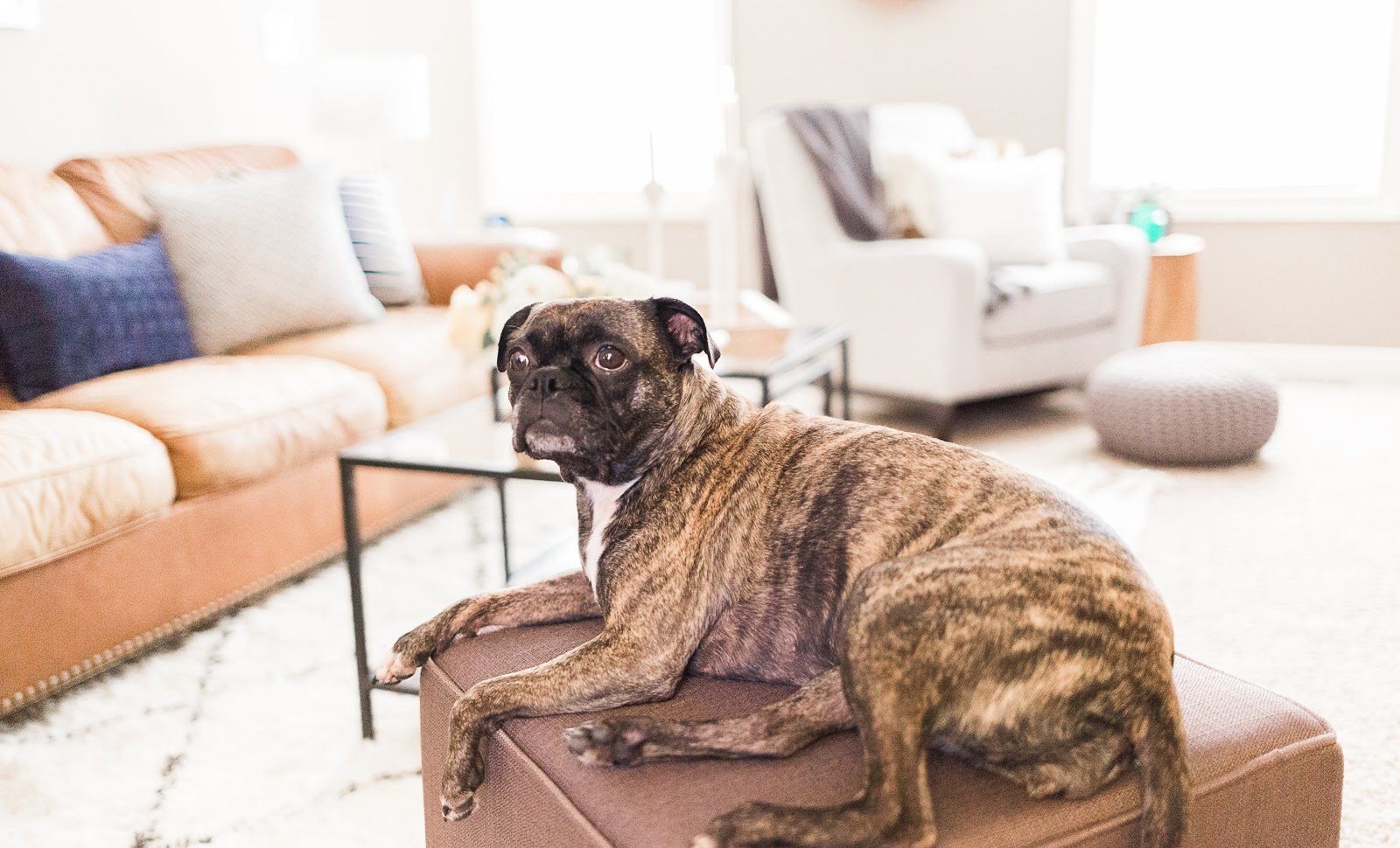 Home Hacks How To Hide Pet Crates At Home Havenly's Blog!