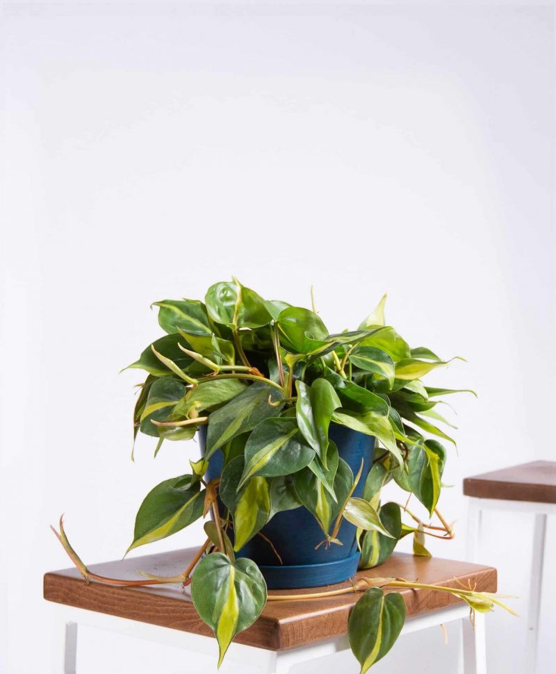 Philodendron brasil from Bloomscape.