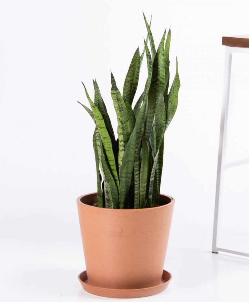 Sansevieria from Bloomscape.