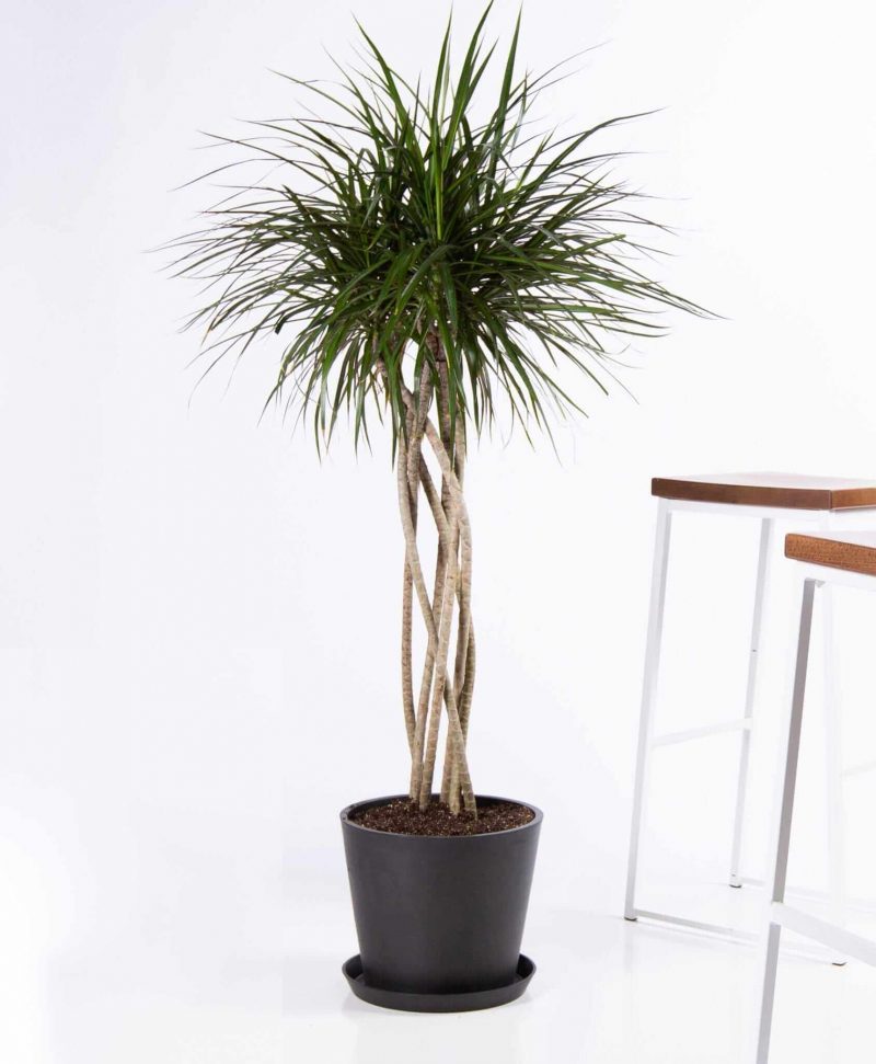 Dracaena Marginata from Bloomscape.