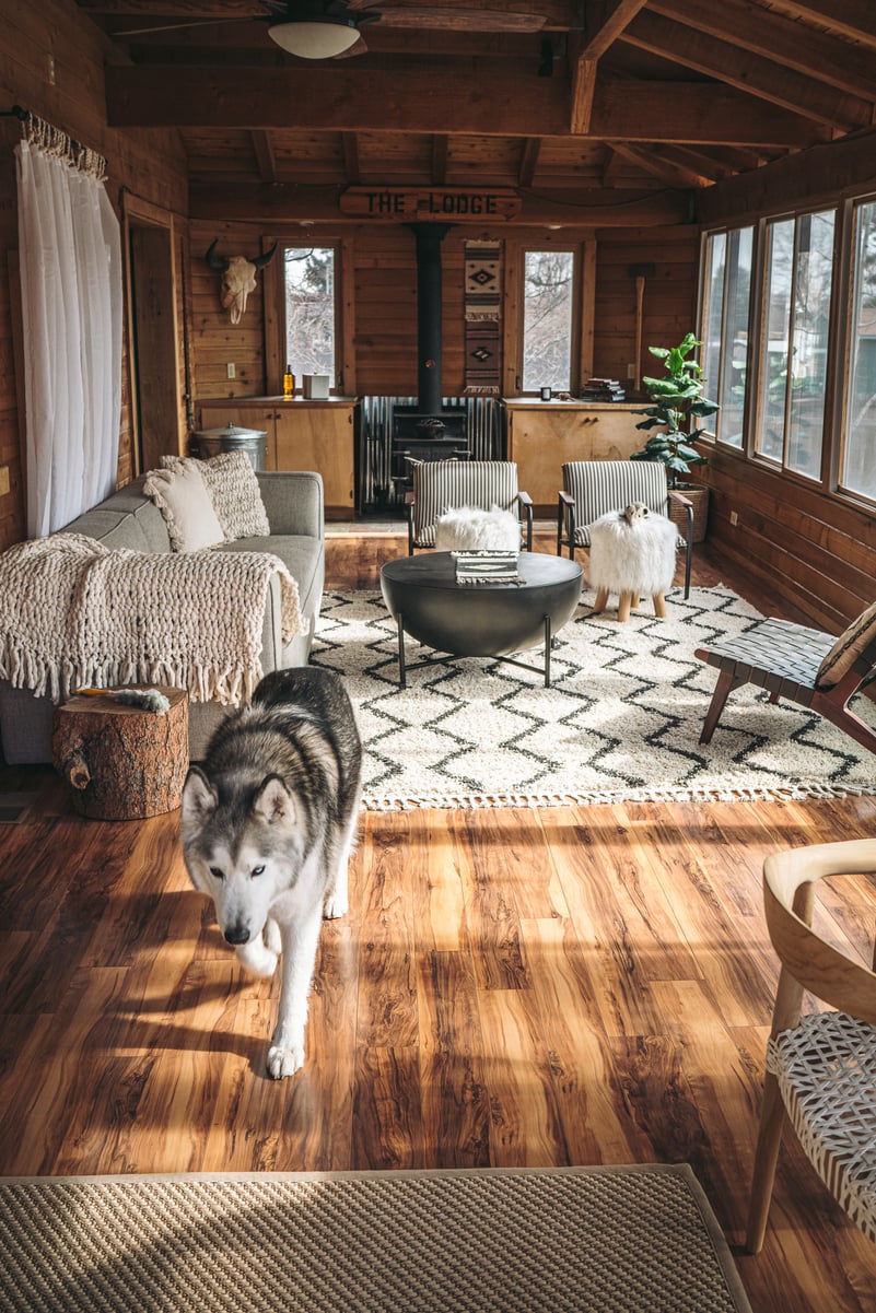 loki the wolfdog cabin