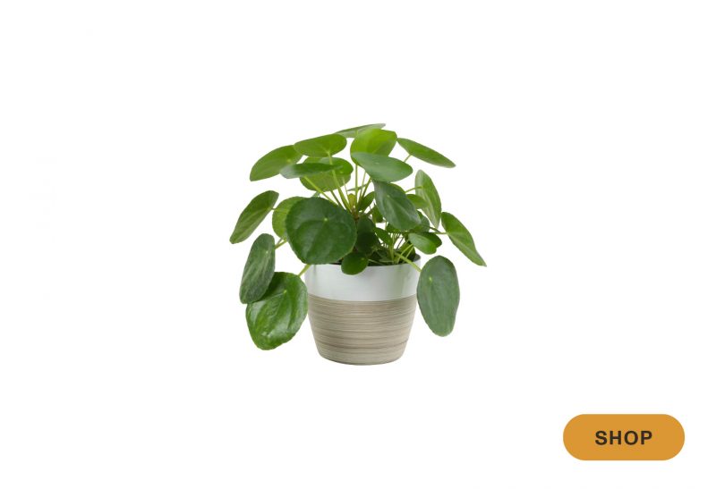 8 Indoor Hanging Plants That Designers Always Use Havenly Blog Havenly Interior Design Blog