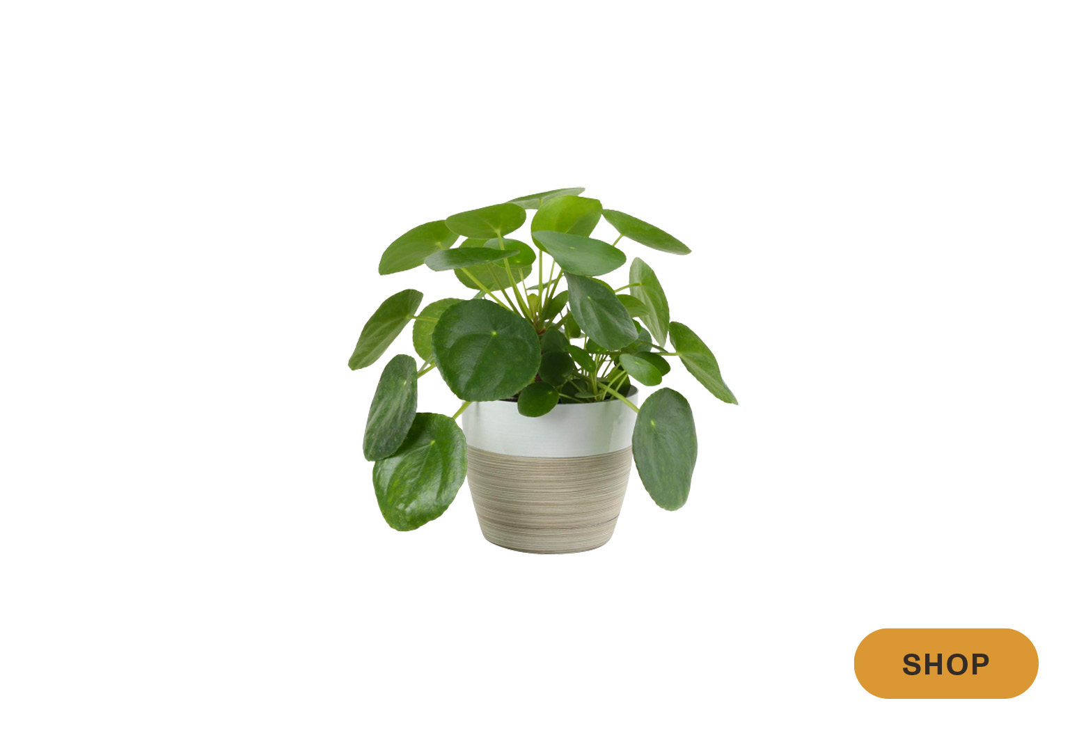 8 Indoor Hanging Plants That Designers Always Use Havenly Blog