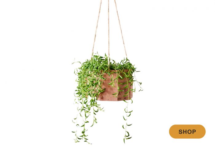 Indoor hanging plants | Best hanging plants