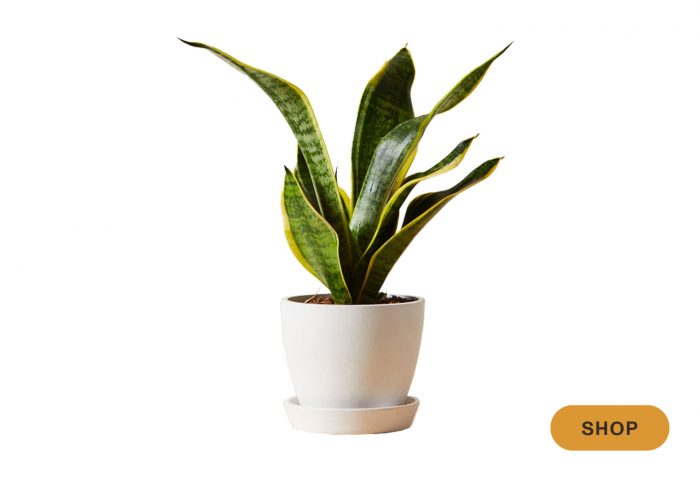 Gifts for homebodies